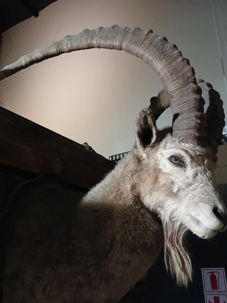 Ibex shoulder mount — before treatment