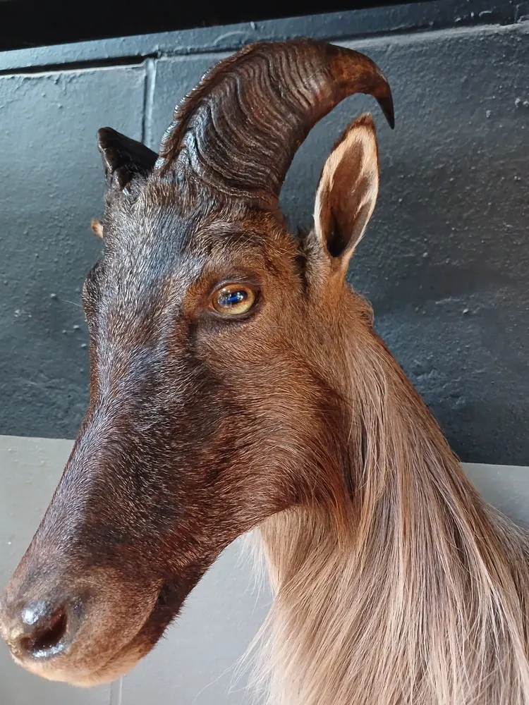 Himalayan tahr shoulder mount — after treatment
