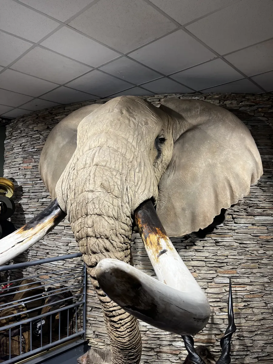 Elephant head mount with tusks, hide cleaned and rehydrated by Trophy Care