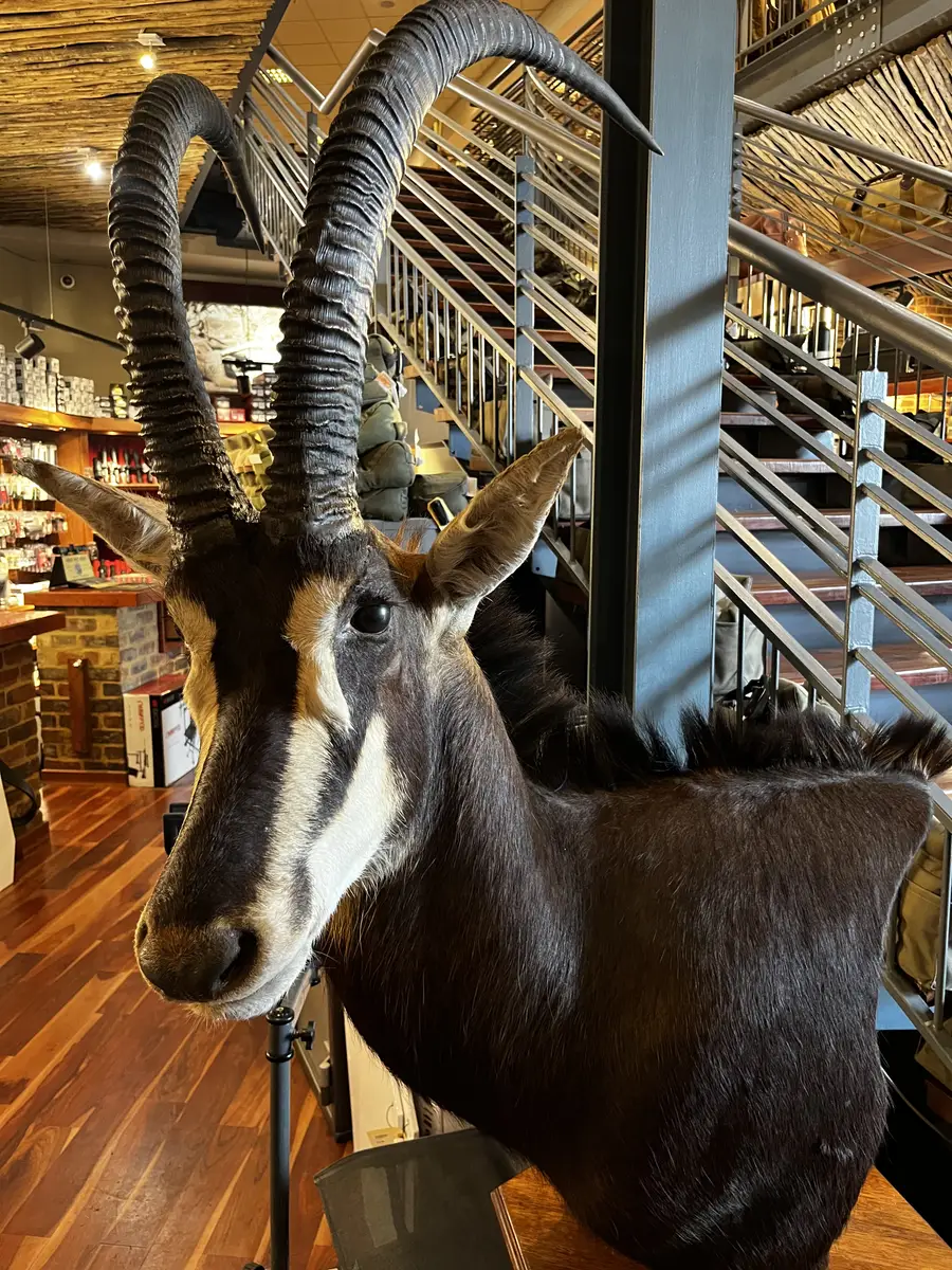 Sable antelope shoulder mount in a store, black coat revived by Trophy Care