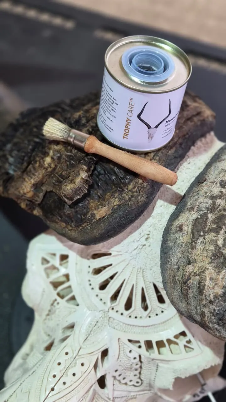 Trophy Care horn and skull maintenance solution on an engraved skull with a paintbrush