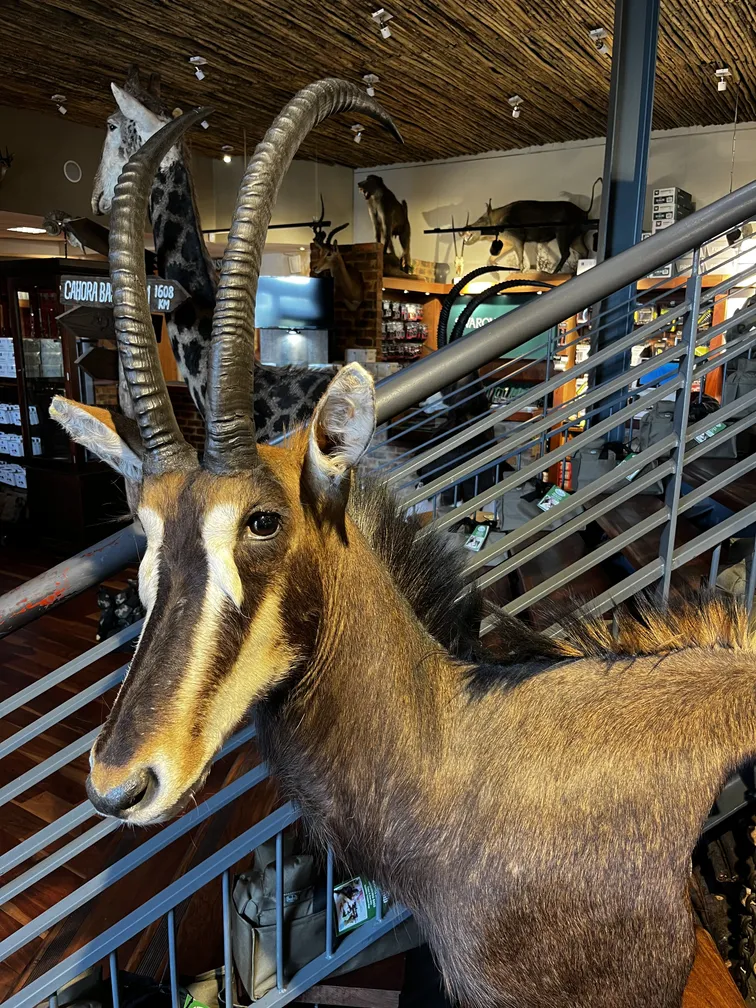 A treated sable antelope shoulder mount on display