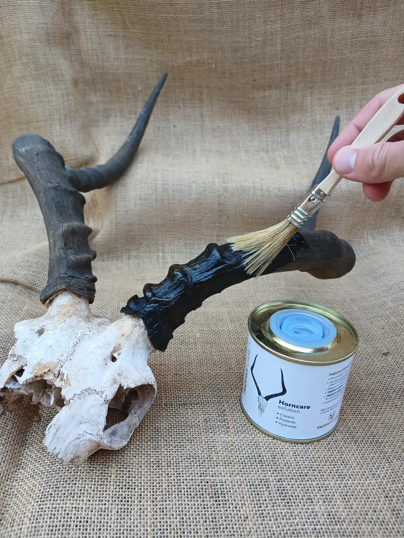 Horncare solution being brushed onto a trophy's horn during a treatment